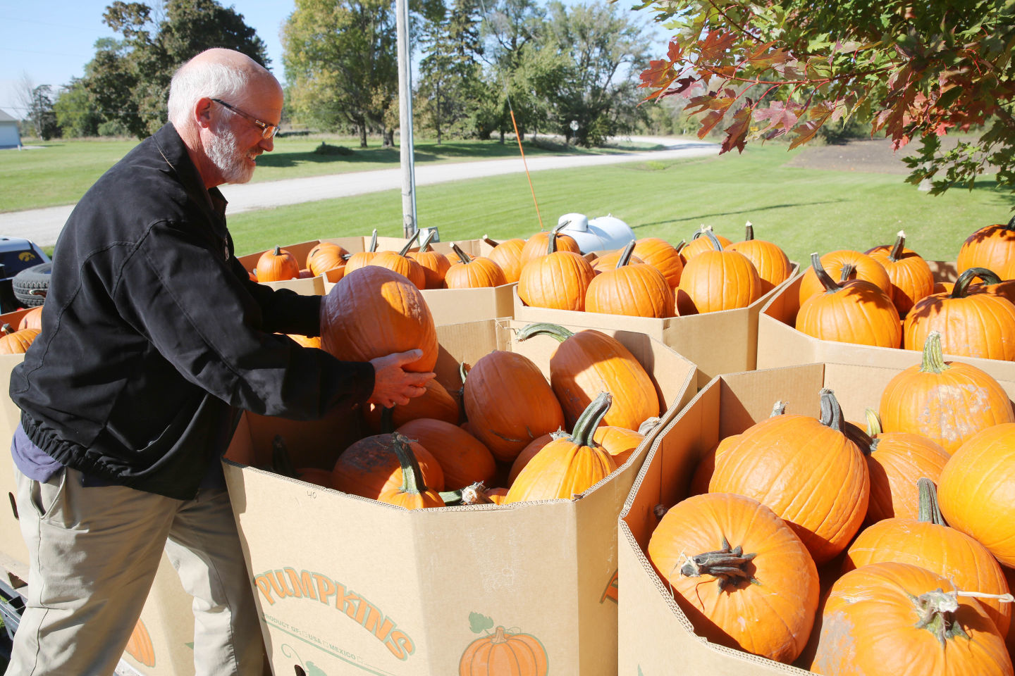 Pumpkin harvest